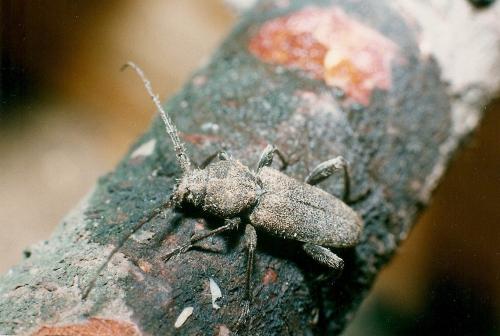 Callidium cedri