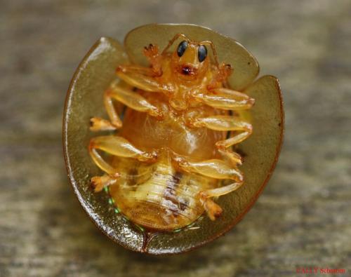 Hovacassis discolor