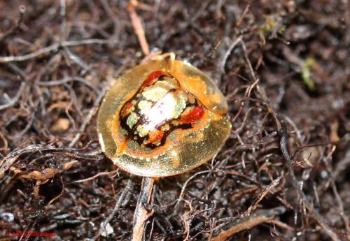 Hovacassis discolor