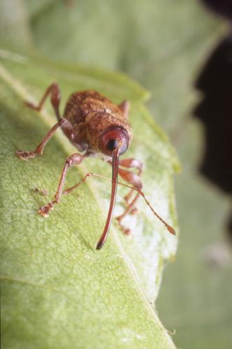 Curculio betulae