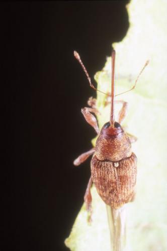 Curculio betulae