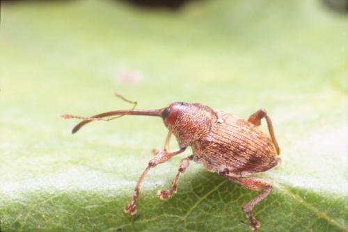 Curculio betulae