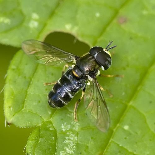 Réf. 77 219 : Paragus sp.