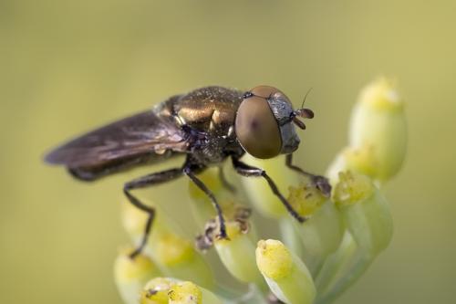 Riponnensia splendens