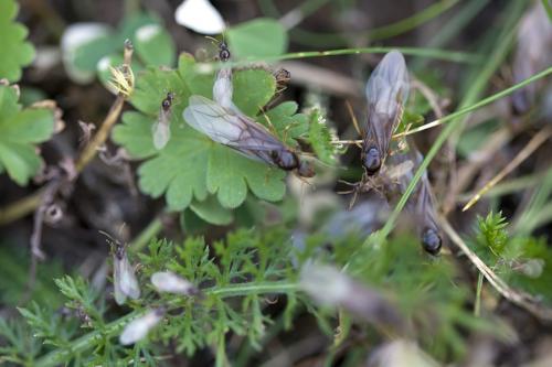 Lasius flavus