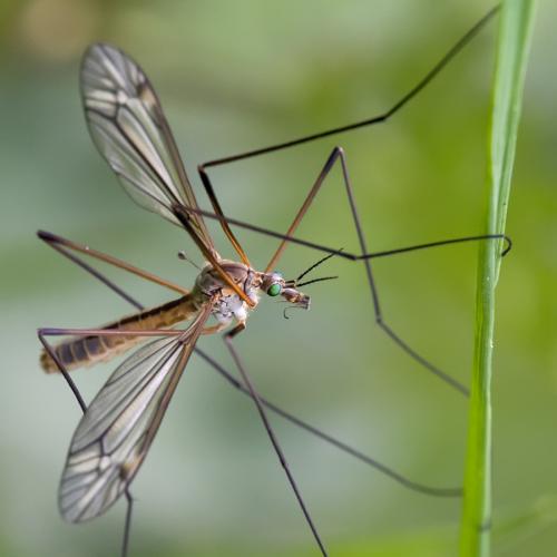 Tipula vernalis