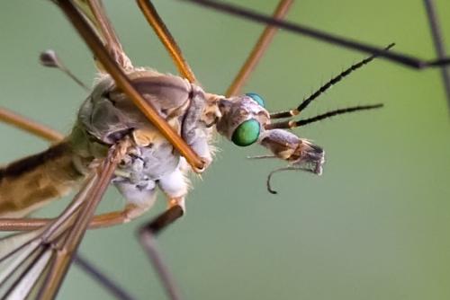 Tipula vernalis