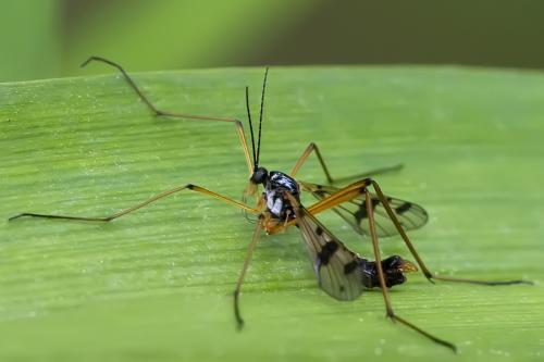 Ptychoptera contaminata