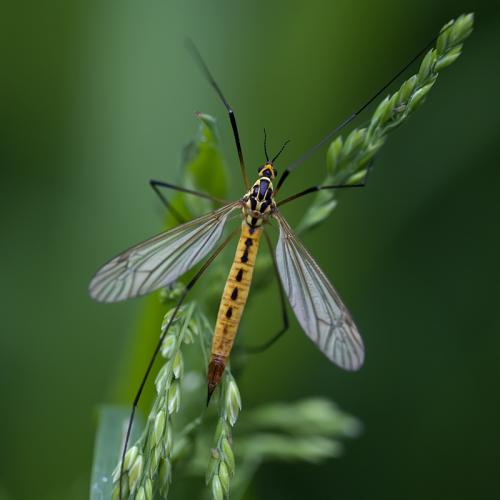 Nephrotoma flavescens