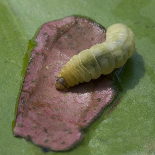 Réf. 77 874 : Elophila nymphaeata