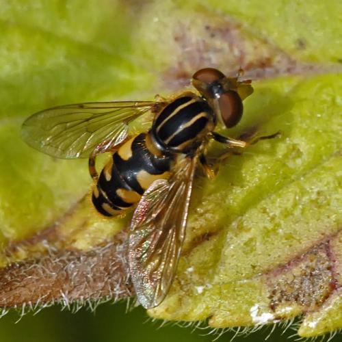 Réf. 77 296 : Eurimyia lineata