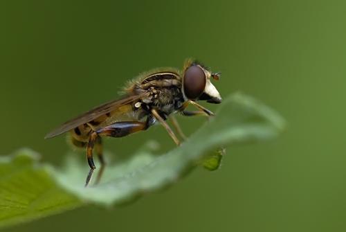 Réf. 77 298 : Eurimyia lineata