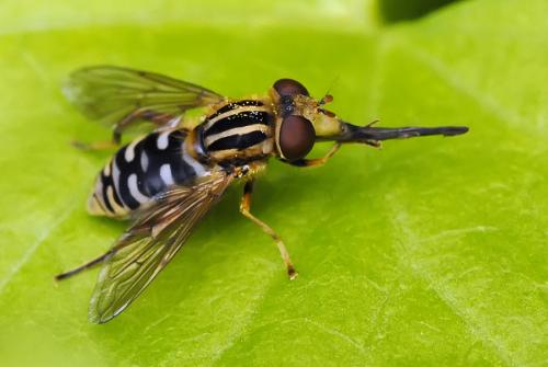 Réf. 77 218 : Eurimyia lineata