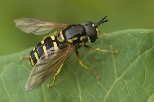 Réf. 77 541 : Chrysotoxum festivum