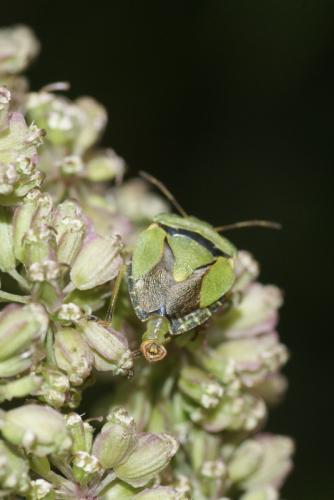 Palomena prasina