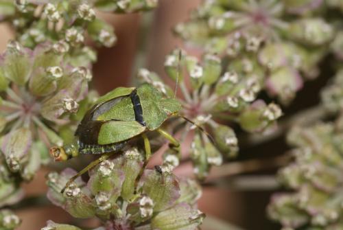 Palomena prasina