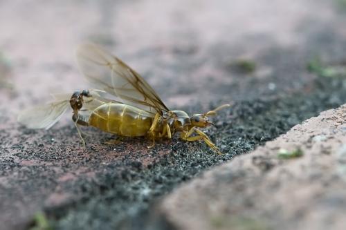 Lasius flavus