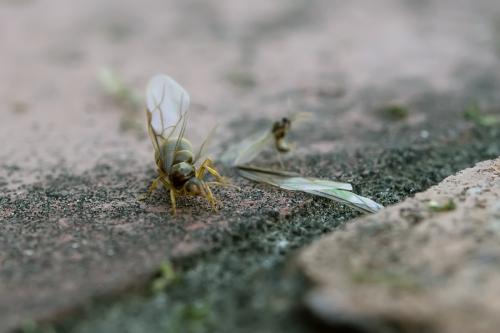 Lasius flavus