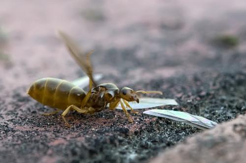 Lasius flavus