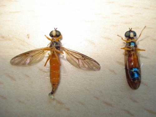 Sargus bipunctatus