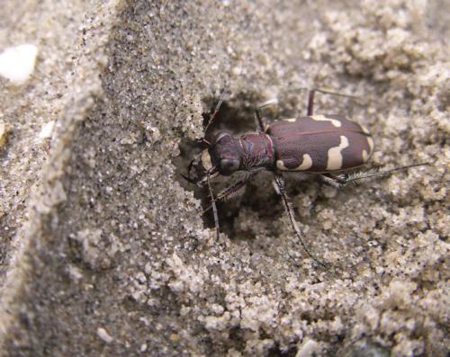 Réf. 77 184 : Cicindela hybrida