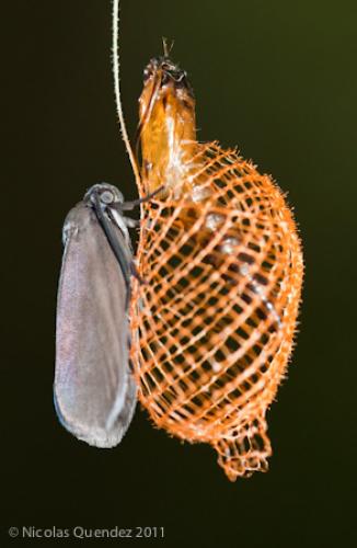 Urodus parvula