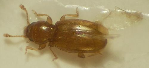 Réf. 77 240 : Holoparamecus caularum