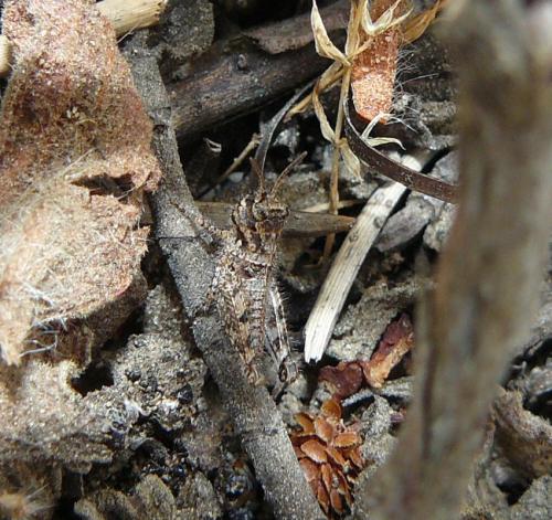 Réf. 77 935 : Acrotylus sp.