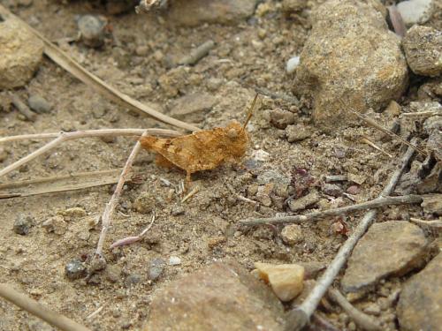 Oedipoda sp.