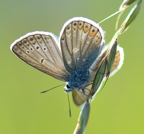 Polyommatus sp.