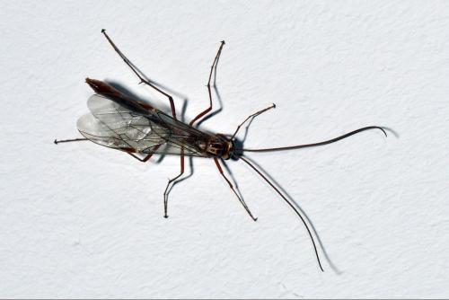 Ophion sp.
