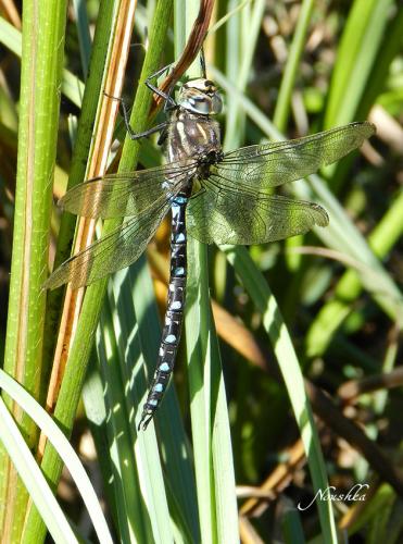 Réf. 77 930 : Aeshna juncea