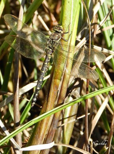 Réf. 77 931 : Aeshna juncea