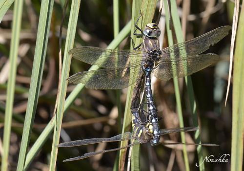 Réf. 77 949 : Aeshna juncea