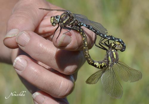 Aeshna juncea