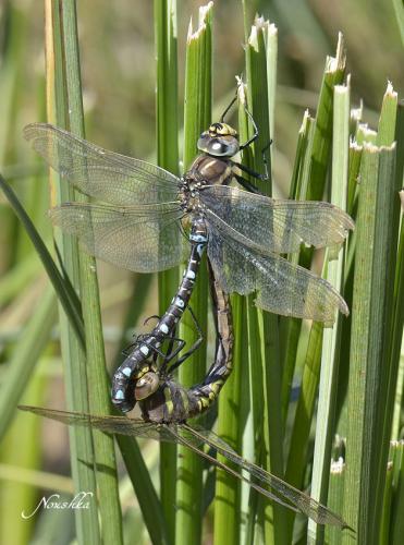 Réf. 77 947 : Aeshna juncea