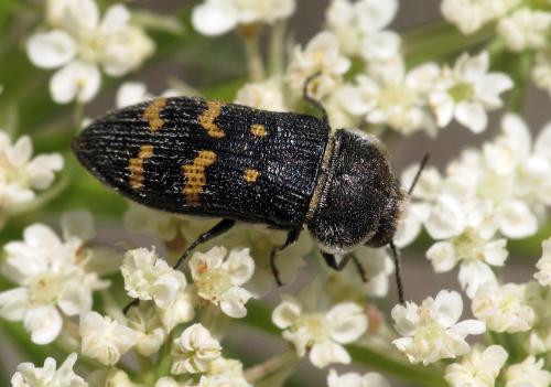 Réf. 77 015 : Acmaeoderella flavofasciata