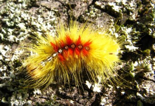 Acronicta aceris