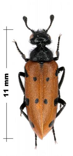 Actenodia billbergi