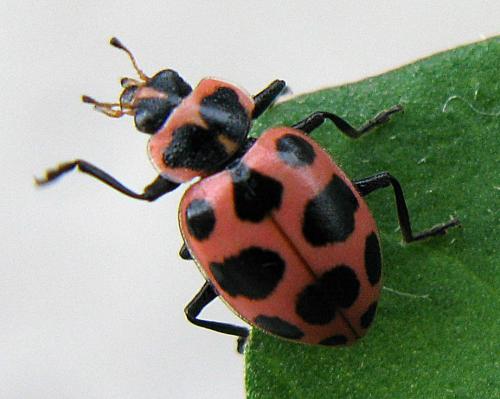 Réf. 77 925 : Coleomegilla maculata