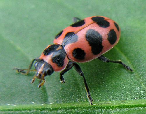 Réf. 77 926 : Coleomegilla maculata