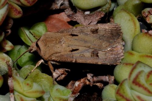 Réf. 77 821 : Agrotis exclamationis