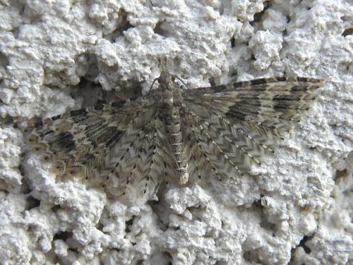 Alucita hexadactyla
