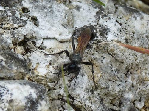 Palmodes occitanicus