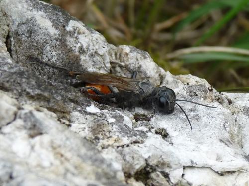 Réf. 77 780 : Palmodes occitanicus