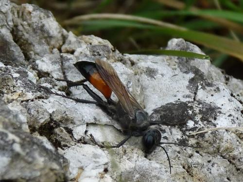 Réf. 77 781 : Palmodes occitanicus