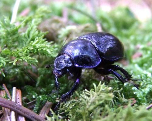 Anoplotrupes stercorosus