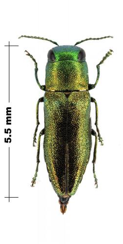Anthaxia laticeps navratili