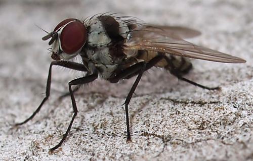 Réf. 77 792 : Anthomyia sp.