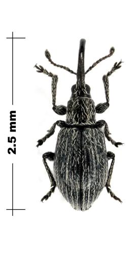 Réf. 77 295 : Diplapion detritum